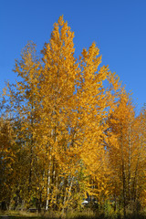 Poplar trees with bright golden foliage in autumn.