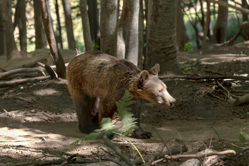 Eurasian brown bear (Ursus arctos) in the forest
