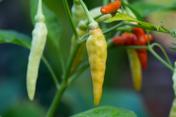 Sweet Peppers, Fresh Banana Peppers growing in garden.
