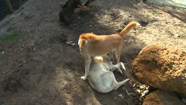 Handheld, high angle, medium close up shot of a dingo standing over a laying dingo.