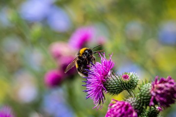 Hummel