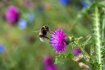 bee on floweR