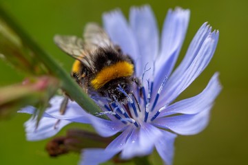 bee on flower