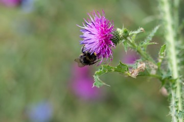 Bumblebee on flower