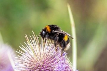 Bumblebee on flower