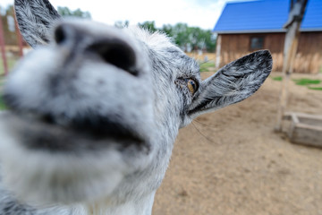 closeup portrait of a goat