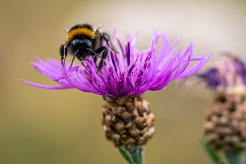 Bumblebee on flower