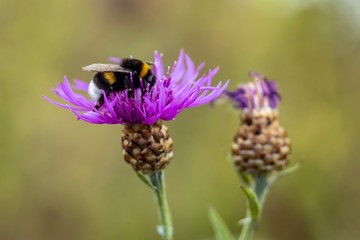 Bumblebee on flower