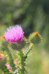 thistle.