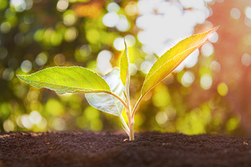 Young sprout. Sapling in the ground. Ecology.