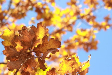Fototapeta premium Looking up at clear blue sky thru crisp orange and brown autumn leaves