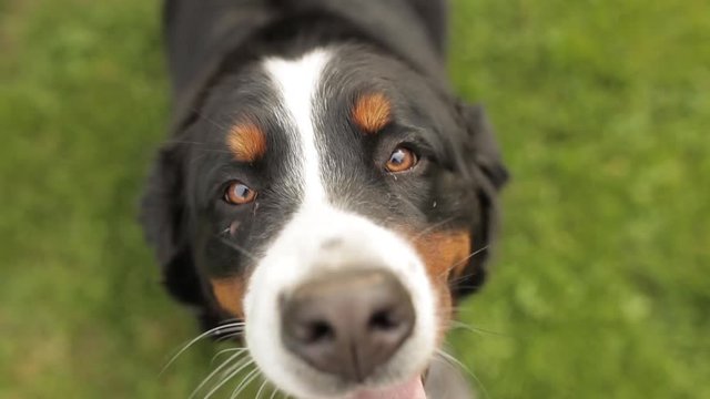 portrait of cute dog at the garden. Bernese mountain dog on grass look in camera