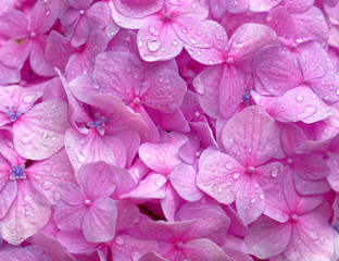 vibrant violet colored hortensia wet flower close up, natural pattern background