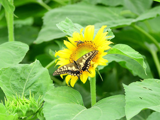 Sunflower and butterfly