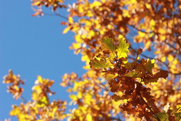 Looking up at clear blue sky thru crisp orange and brown autumn leaves