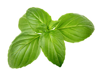 Green basil leaves - 278534499