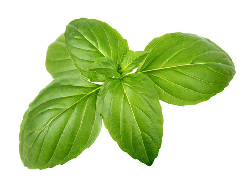 Green basil leaves