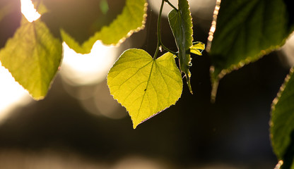Green Leaf
