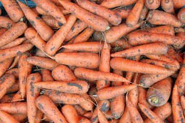 fresh carrots on the market