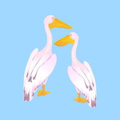 A couple of pink pelicans. Waterfowl. A large gregarious waterbird with a long bill