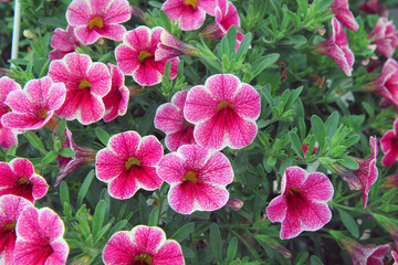 Fototapeta premium Calibrachoa plants in the garden. Pink flowers in the garden