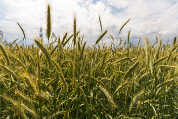 Getreidefeld mit Wolken