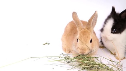 Easter bunny, cute bunnies, rabbit on white background