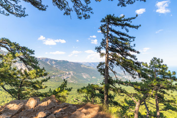 Beautiful pine tree on a mountain in Crimea
