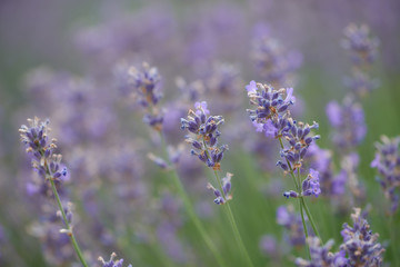 Obraz premium Selective focus on lavender flower. Plant background. Close up. 