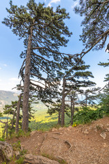 Beautiful pine tree on a mountain in Crimea