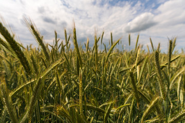 Getreidefeld mit Wolken