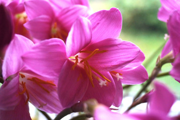 Fototapeta na wymiar Pink home flowers