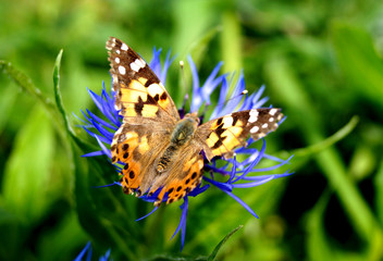 Purple cornflower flower with butterfly.