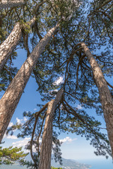 Fototapeta premium Beautiful coniferous tree on a mountain in Crimea