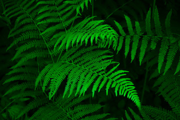 Fototapeta na wymiar fern leaves and the dark forest stream