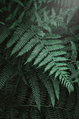 fern leaves and the dark forest stream