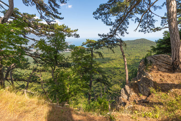 Fototapeta na wymiar Beautiful pine tree on a mountain in Crimea