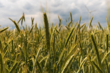 Getreidefeld mit Wolken