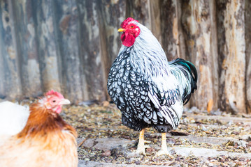 Cock, rooster head, portrait, angry, sullen