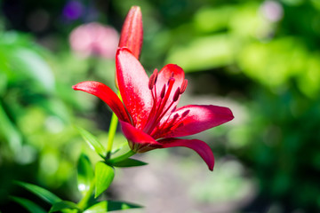 Beautiful glowing buds of red lily. Summer fresh flowers. Decoration for the holiday.