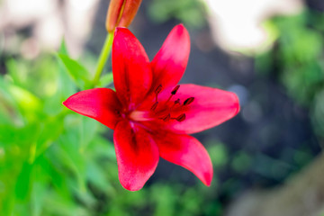 Beautiful glowing buds of red lily. Summer fresh flowers. Decoration for the holiday.