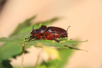Scarabée rhinocéros sur une feuille