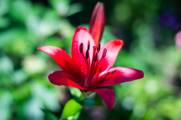 Beautiful glowing buds of red lily. Summer fresh flowers. Decoration for the holiday.