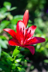 Beautiful glowing buds of red lily. Summer fresh flowers. Decoration for the holiday.