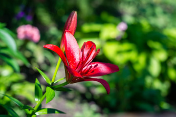 Beautiful glowing buds of red lily. Summer fresh flowers. Decoration for the holiday.