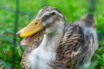 domestic duck grown on the farm