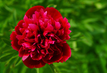 Red peony flower on greenery background.