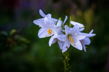 Obraz premium Wonderful white lily buds. Summer fresh flowers. Decoration for the holiday.