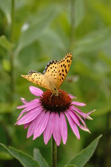 ヒョウモン蝶と花