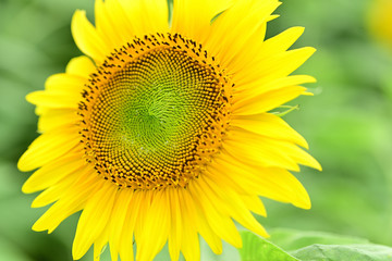 Obraz premium It has become the best time to see sunflowers.